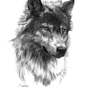 wolf