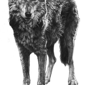 wolf