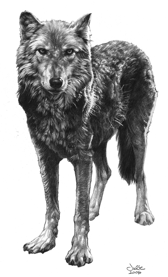 wolf