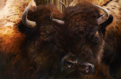 bison