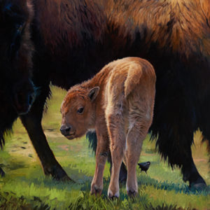 calf