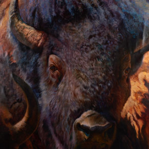 bison