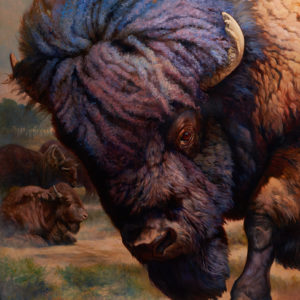 bison