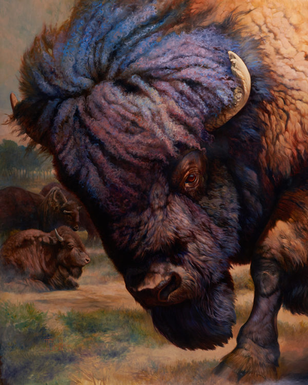 bison