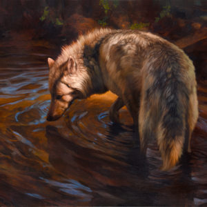 wolf