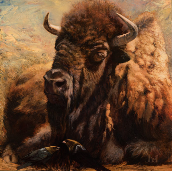 bison