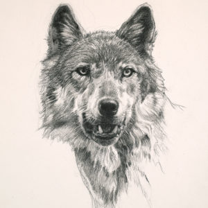 wolf