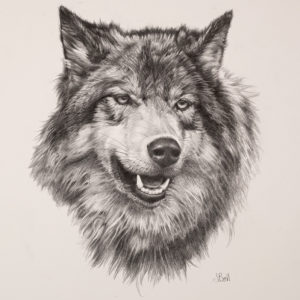 wolf