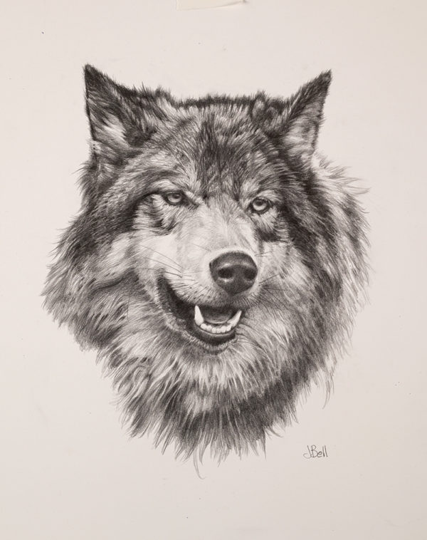 wolf