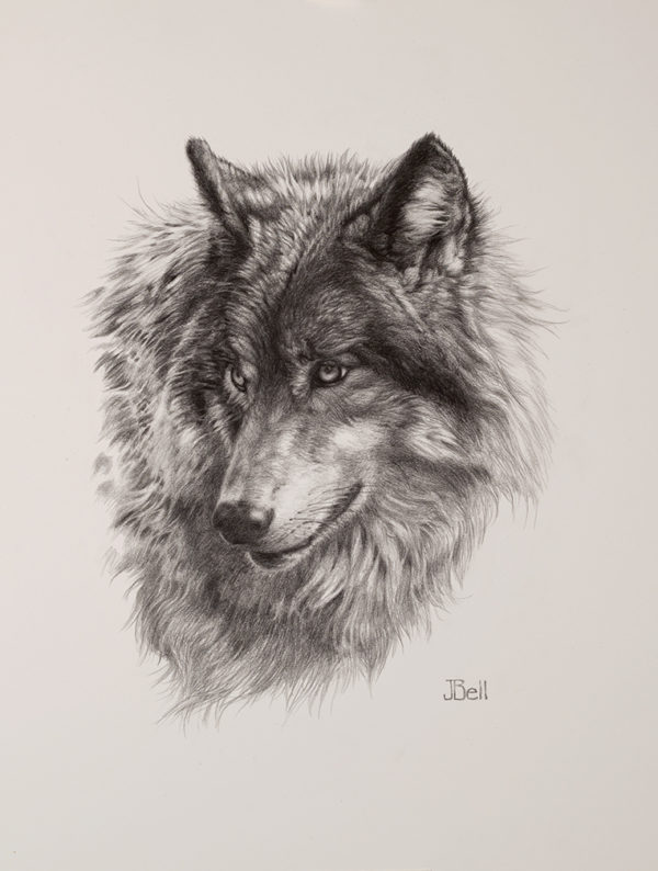 wolf