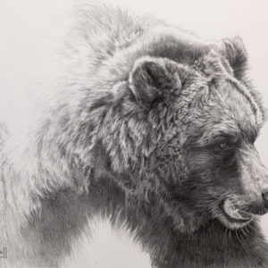 grizzly
