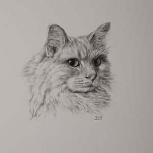 kitty