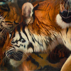tiger