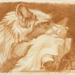 wolves