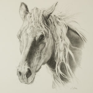 equine