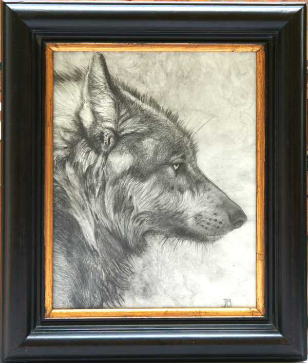 Graphite drawing of a wolf's profile