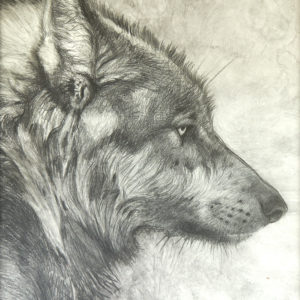 Graphite drawing of a wolf's profile
