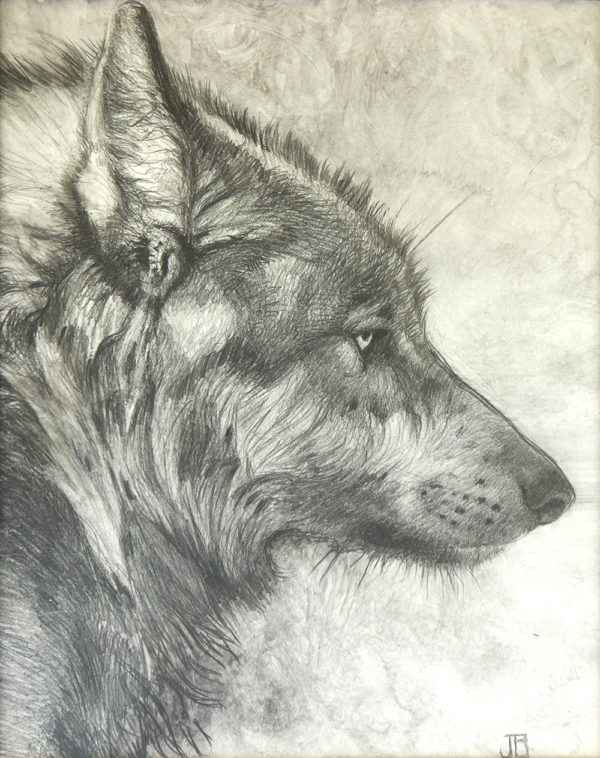 Graphite drawing of a wolf's profile